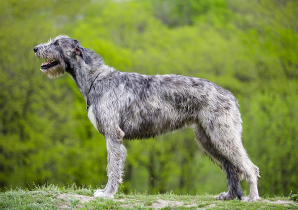 Irish Wolfhound