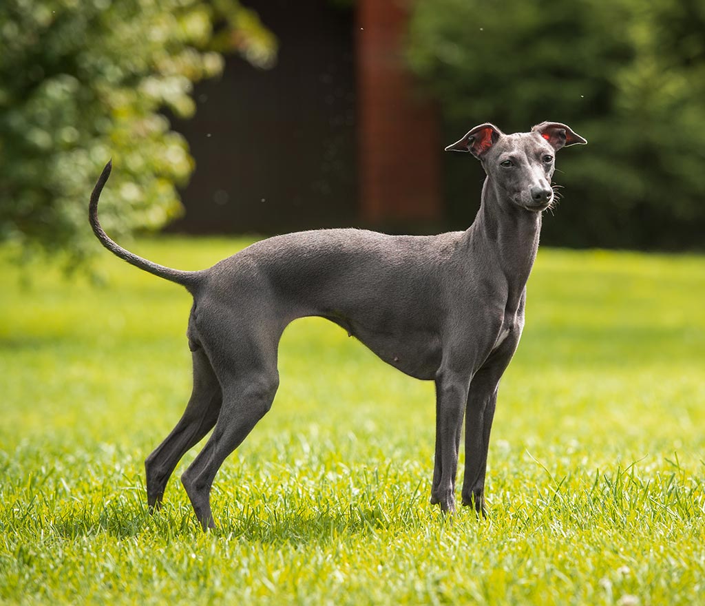 Italian Greyhound low shedding dog