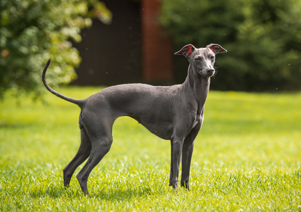 Italian greyhound