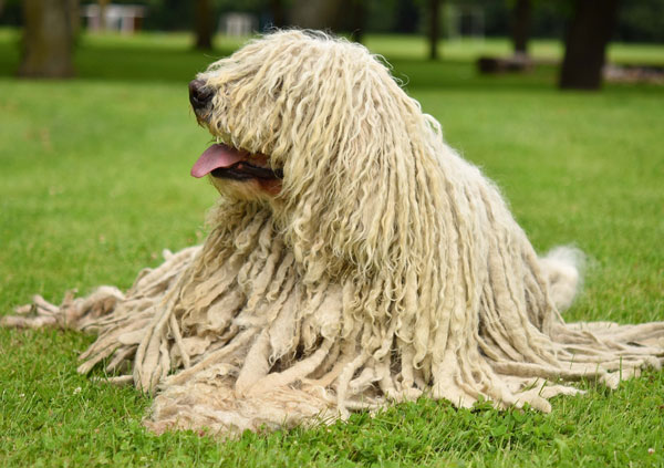 Komondor Dog