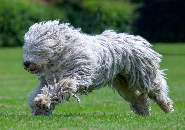 Komondor running