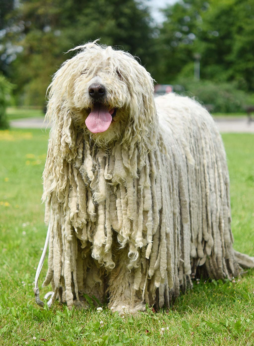 Komondor low shedding dog