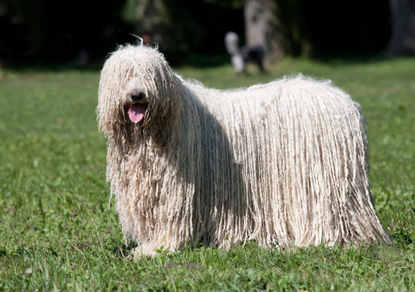 Komondor Komondor dog breed