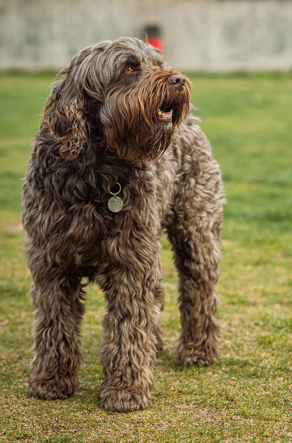 Labradoodle low shedding dog