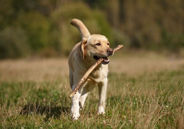 Labrador dog playing