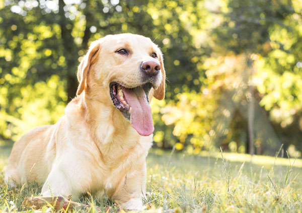 Labrador 2 Labrador