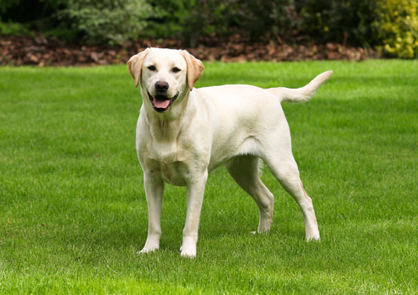 Labrador Dog Breed