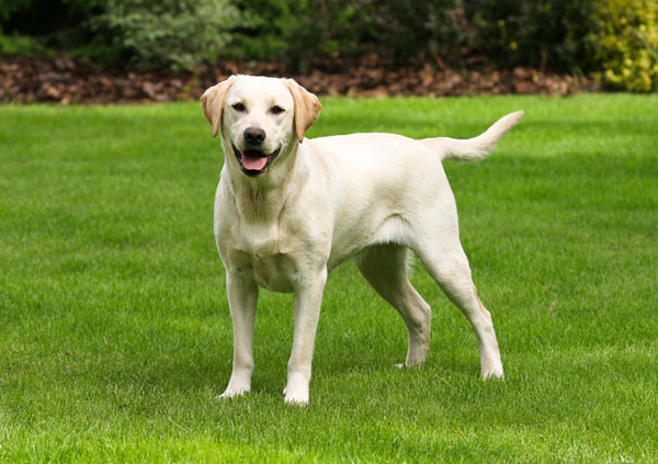 Labrador 3 Labrador Dog Breed