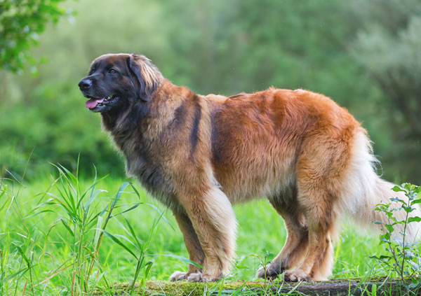 Leonberger