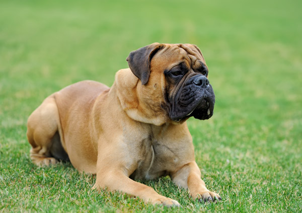 Mastiff