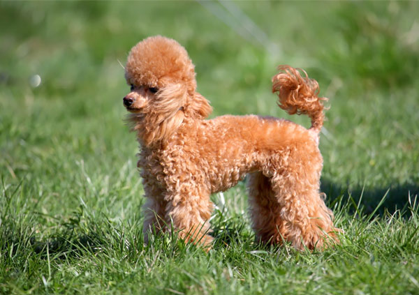 Miniature poodle