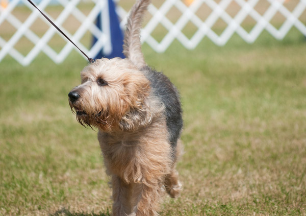 Otterhound Dog