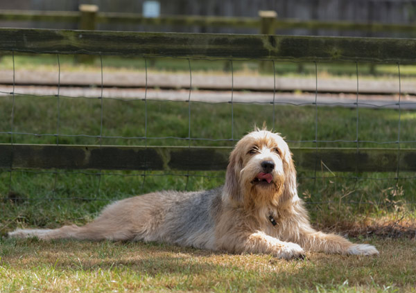 Otterhound Dog Breed