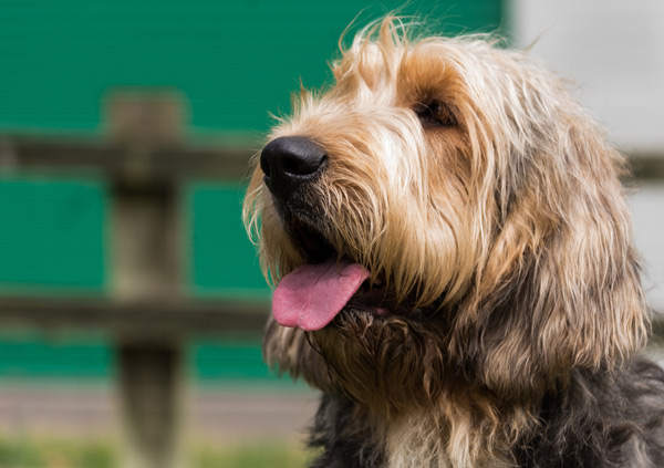 Otterhound