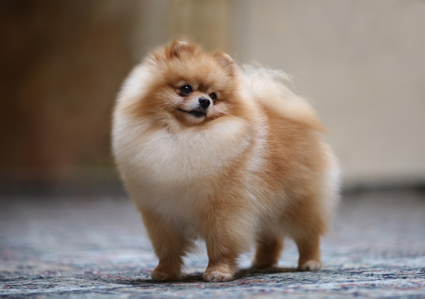 Pomeranian