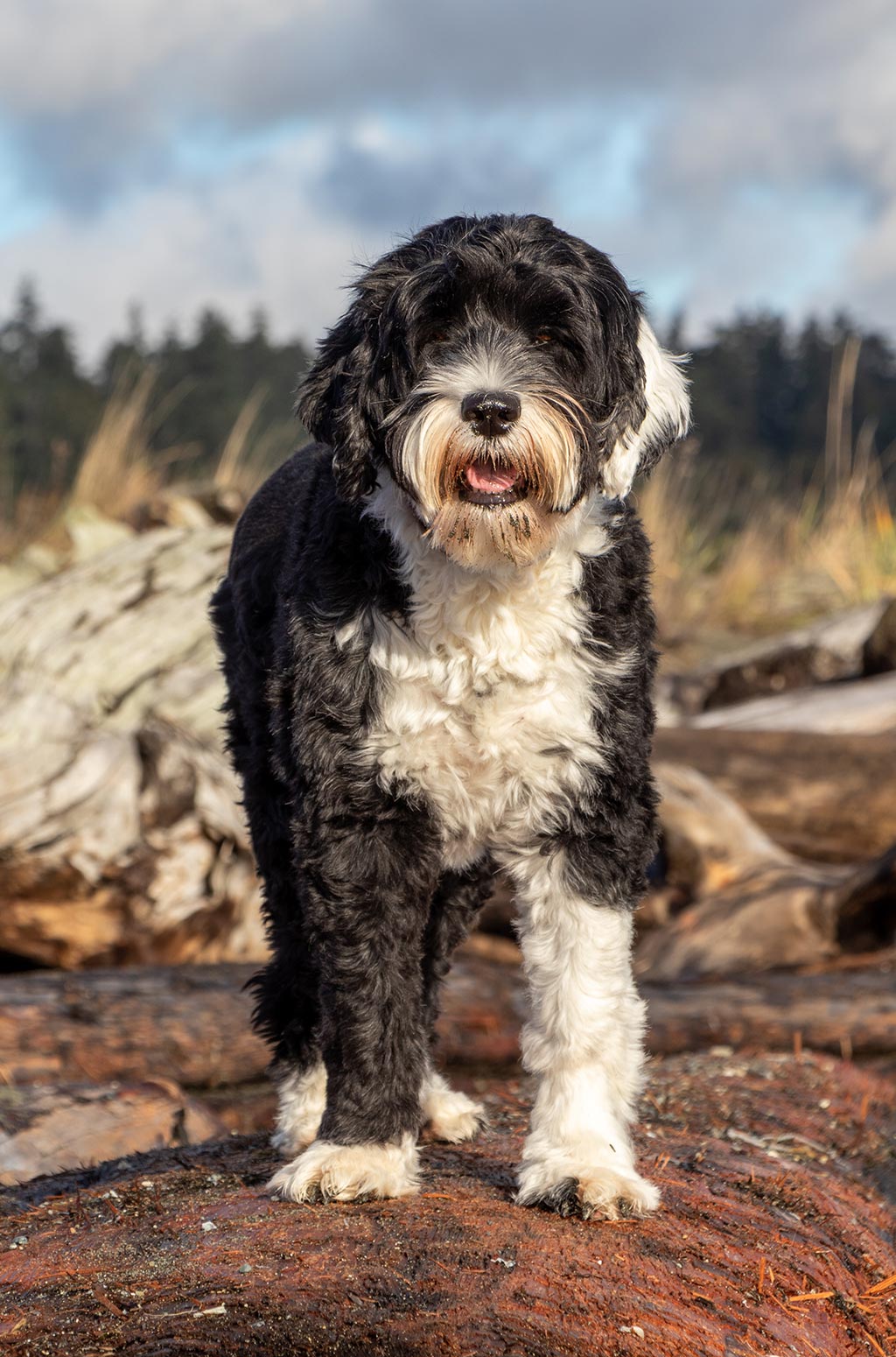 Portuguese Water Dog low shedding