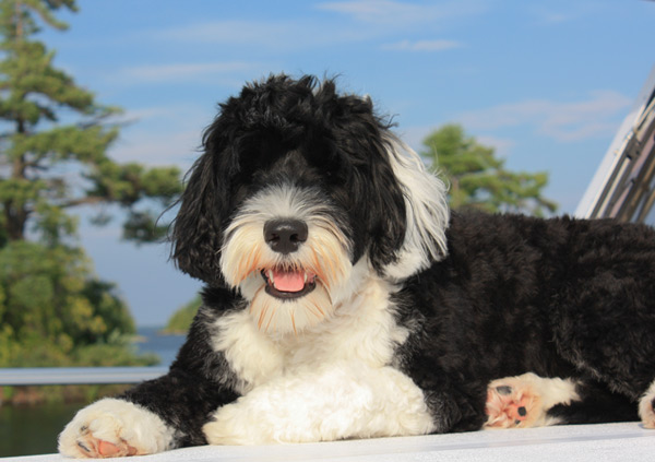 Portuguese Water Dog