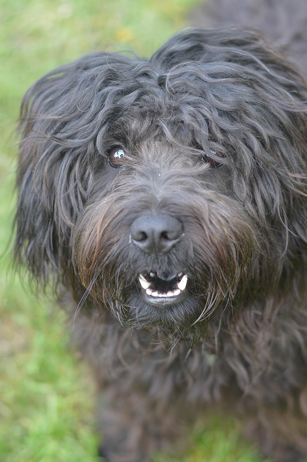 Puli low shedding dog