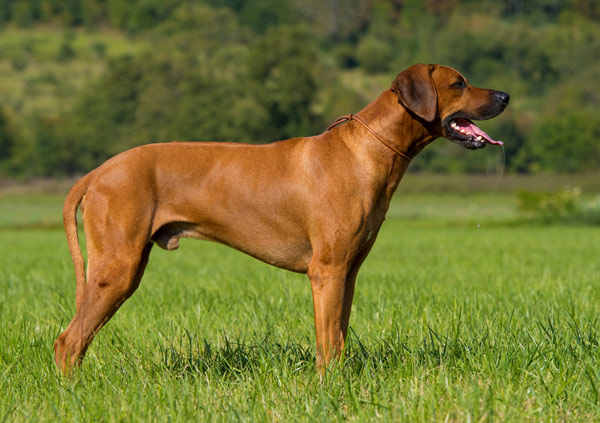 Rhodesian Ridgeback