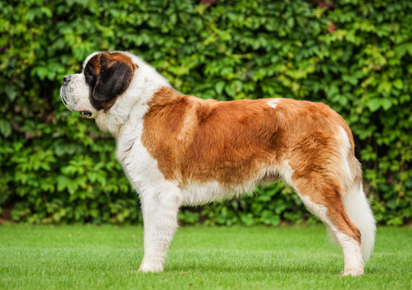 Saint bernard