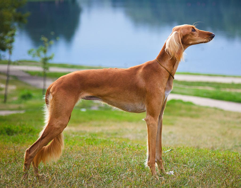 Saluki low shedding dog