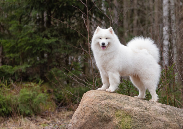 Samoyed