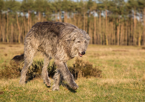 Scottish Deerhound