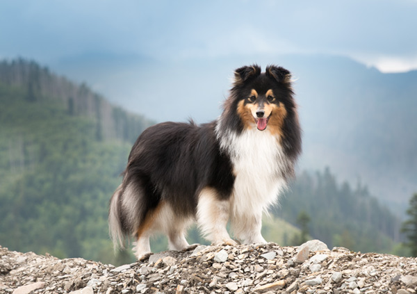 Shetland Sheepdog