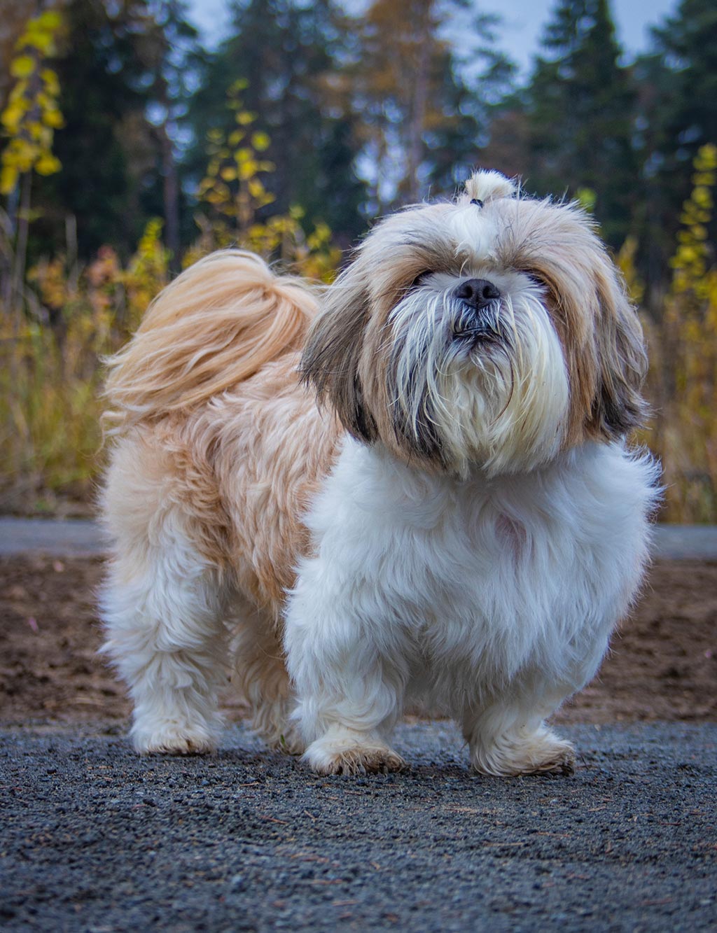 Shih Tzu low shedding dog