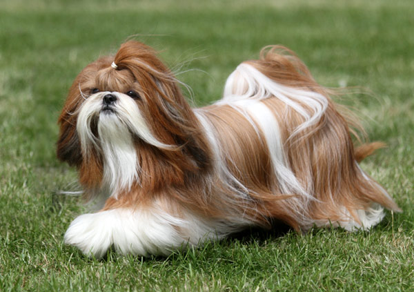 Shih Tzu