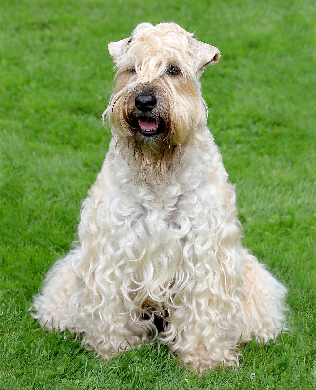 Soft Coated Wheaten Terrier low shedding dog