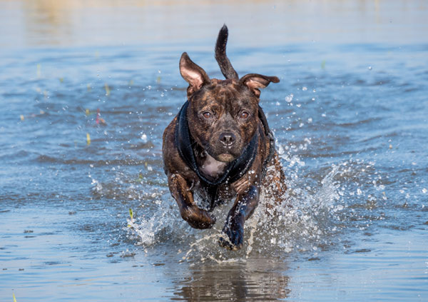 Staffordshire Bull Terrier playing