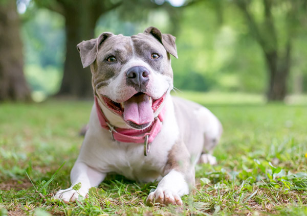 Staffordshire Bull Terrier