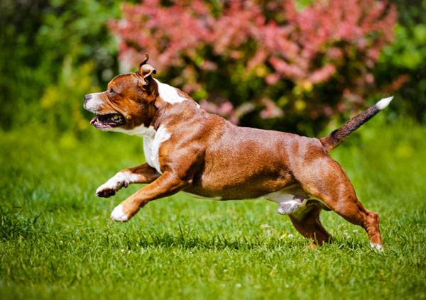 Staffordshire Bull Terrier dog breed