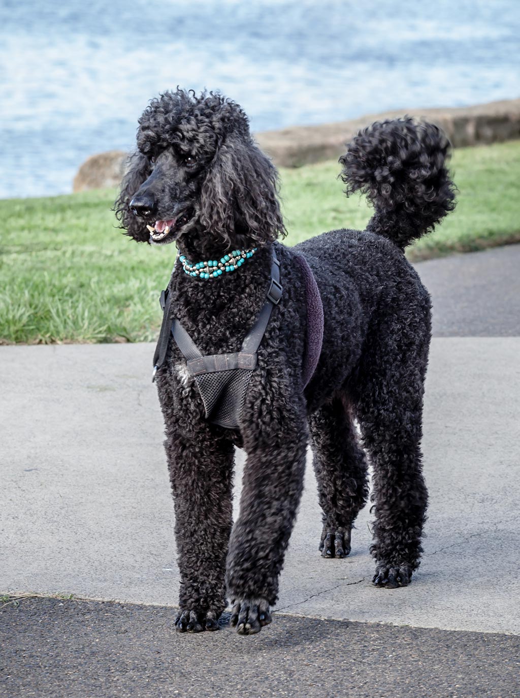 Standard Poodle low shedding dog