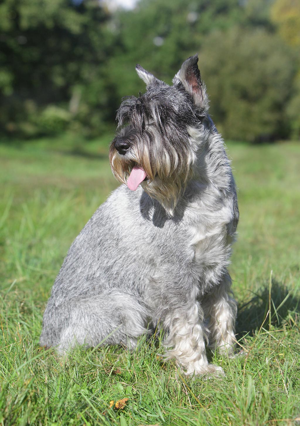 Standard Schnauzer low shedding dog