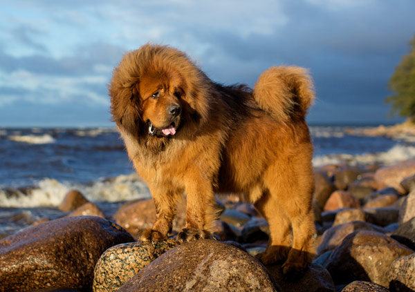 Tibetan Mastiff