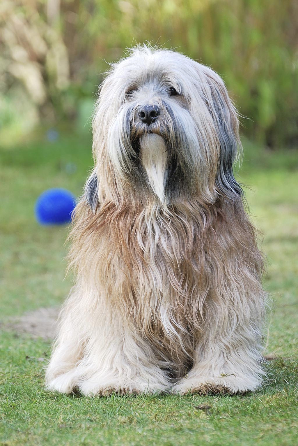 Tibetan Terrier low shedding dog