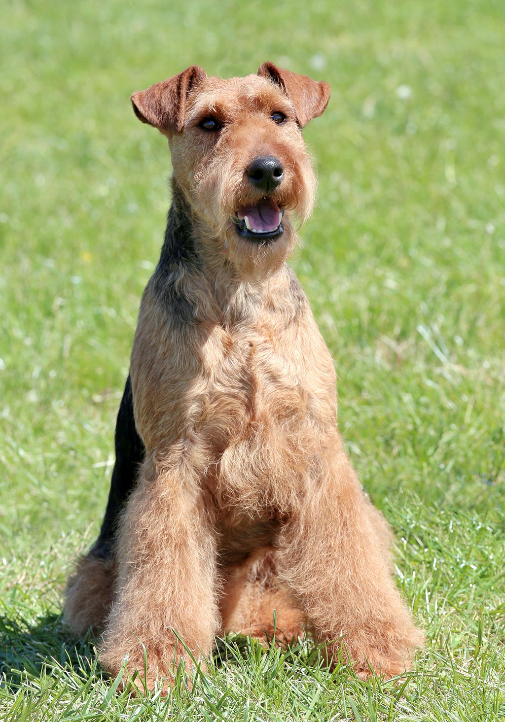 Welsh Terrier low shedding dog