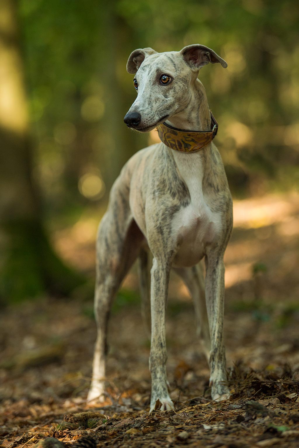 Whippet low shedding dog