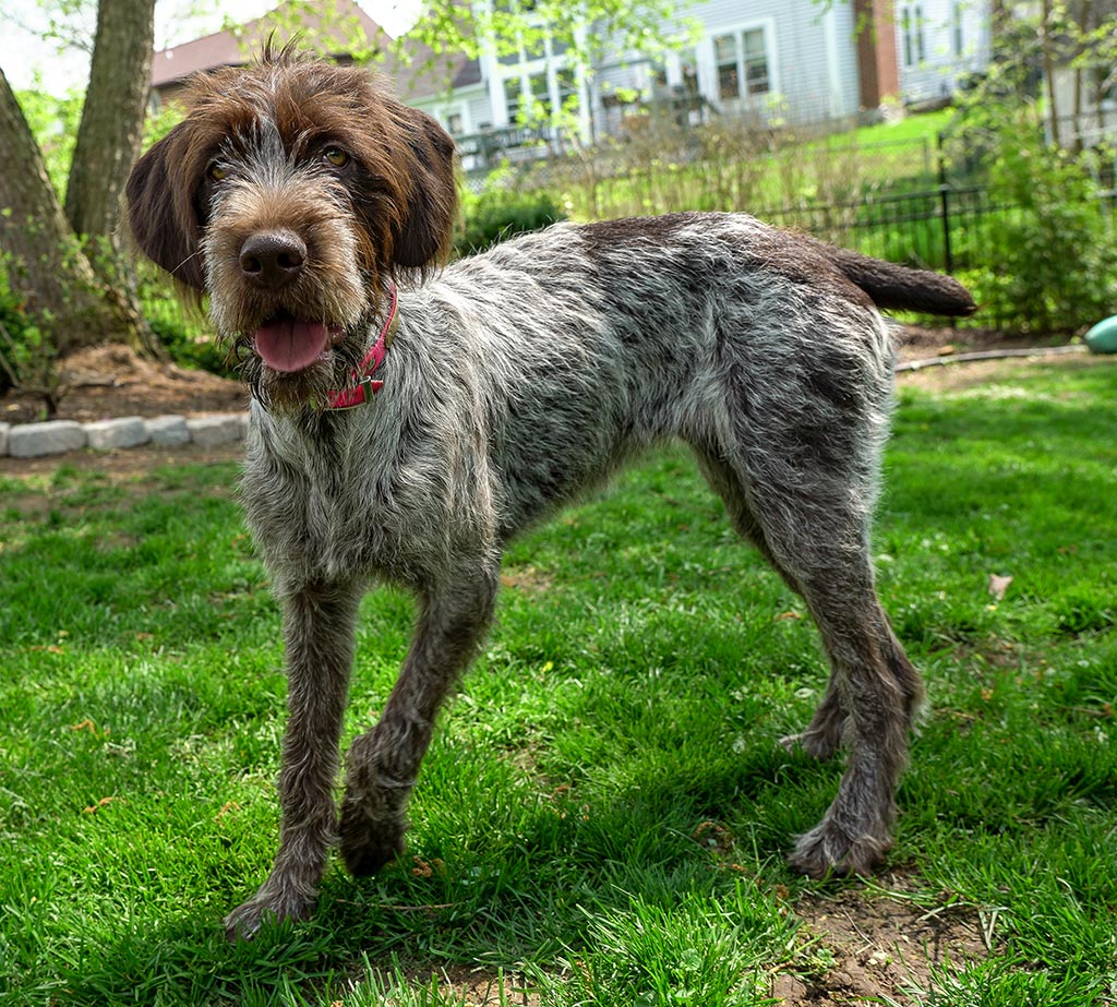 Wirehaired Pointing Griffon low shedding dog