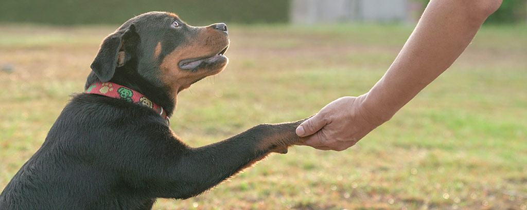 adopt a rottweiler