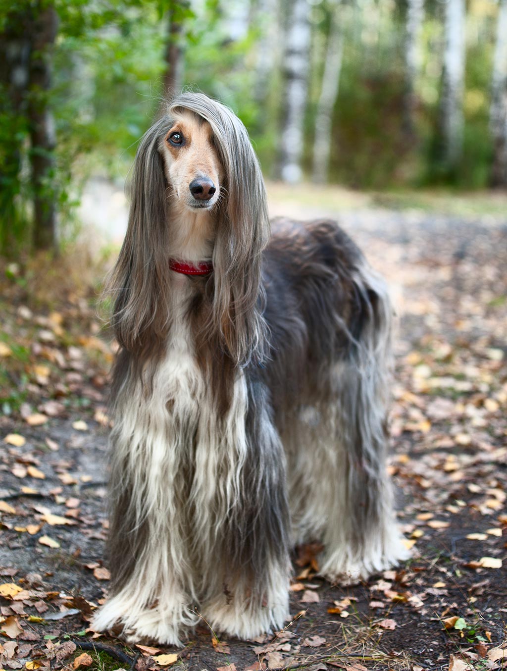 afghan hound low shedding dog