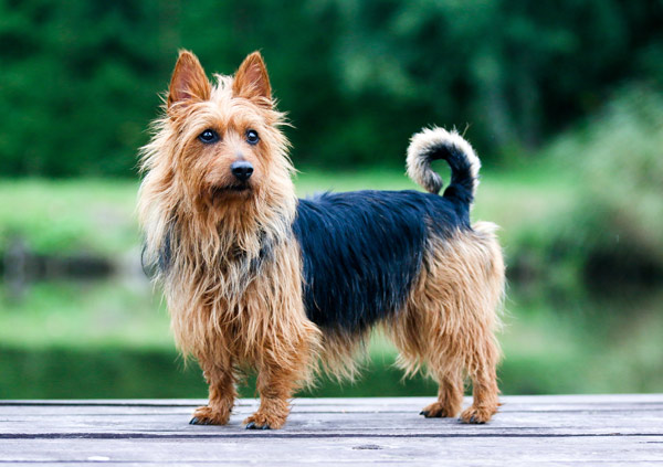 australian terrier