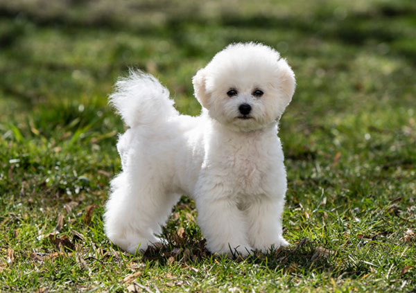 bichon frise