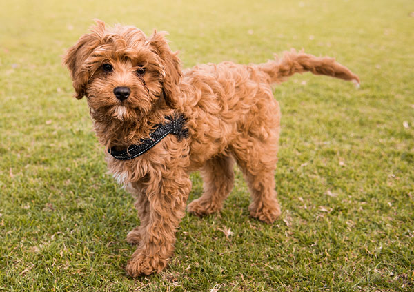 cavoodle puppy