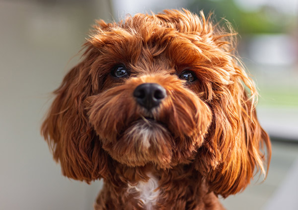 cavoodle dog