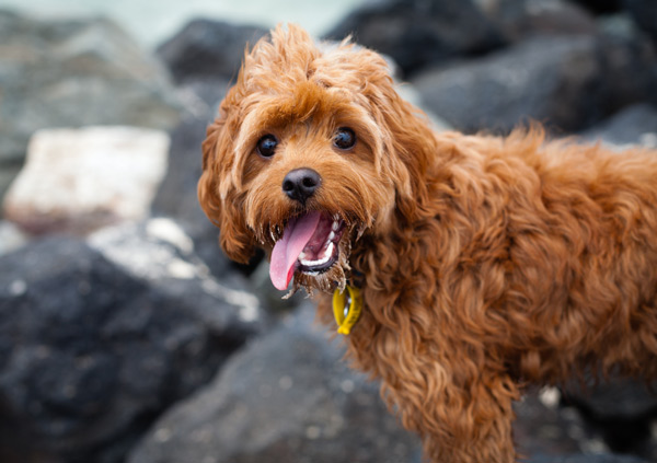 cavoodle on the beach