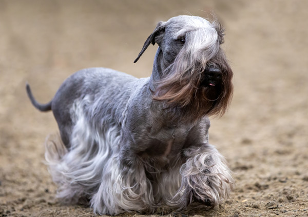 cesky terrier Dog