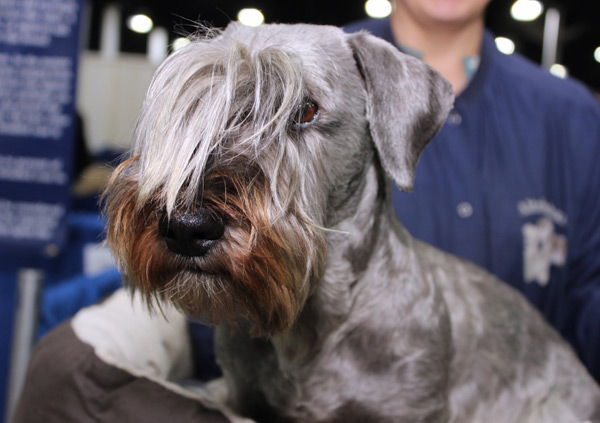 cesky terrier